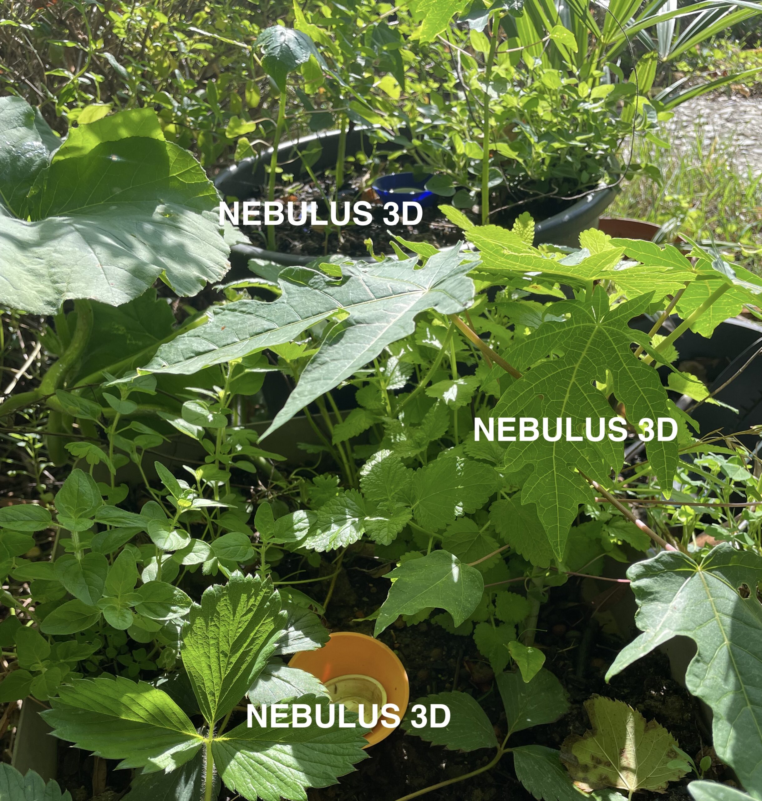 Oyas au jardin : 1 an de test (résultats, erreurs et plantes qui adorent)